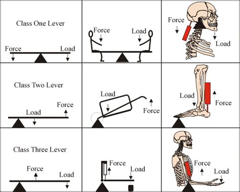 how are the joints in your body similar to levers